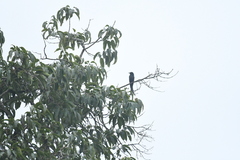 Dicrurus macrocercus