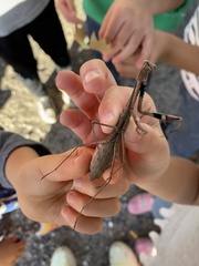 Statilia maculata maculata