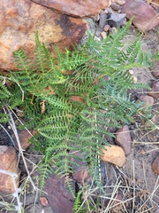 Pteridium aquilinum capense