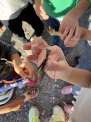 Statilia maculata maculata