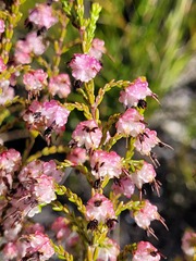 Erica spumosa