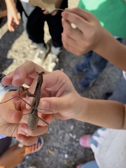 Statilia maculata maculata