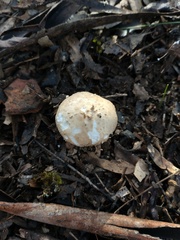 Amanita farinacea
