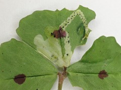 Liriomyza congesta