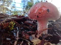 Amanita farinacea