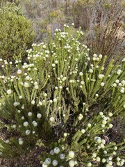 Leucadendron linifolium