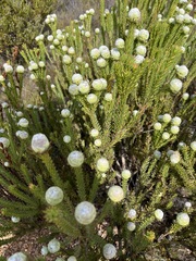 Leucadendron linifolium