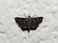 Diathrausta reconditalis