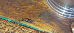 Chrysidoidea