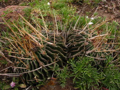 Echinofossulocactus pentacanthus