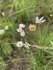 Afroaster serrulatus