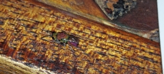 Chrysidoidea