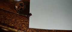Chrysidoidea