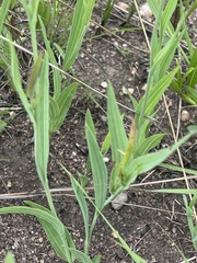 Afroaster serrulatus