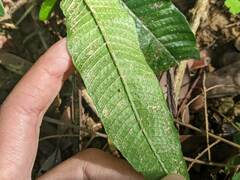 Grypothrix triphylla