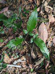 Grypothrix triphylla