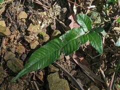 Grypothrix triphylla