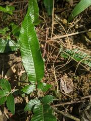 Grypothrix triphylla