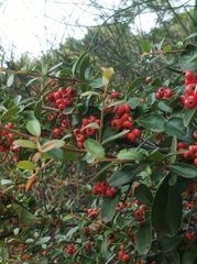 Pyracantha angustifolia