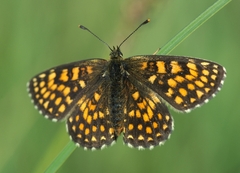 Melitaea diamina