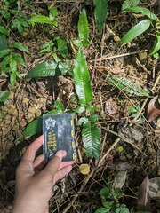 Grypothrix triphylla