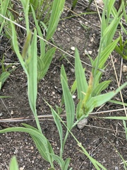 Afroaster serrulatus