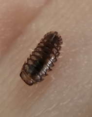 Holoverticata