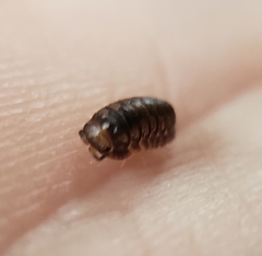 Holoverticata
