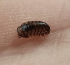 Holoverticata