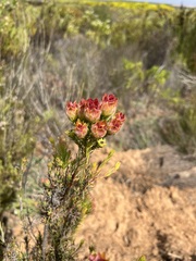 Leucadendron laxum