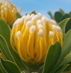 Leucospermum conocarpodendron