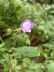 Strobilanthes formosana