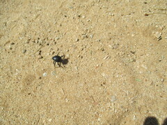 Physosterna cribripes