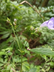 Strobilanthes formosana