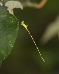 Synlestes selysi