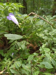 Strobilanthes formosana