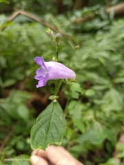 Strobilanthes formosana