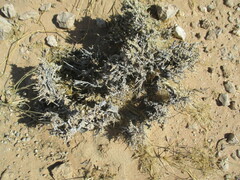 Caroxylon tuberculatum