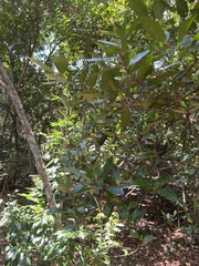 Atractocarpus platyxylon
