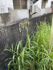 Sorghum arundinaceum