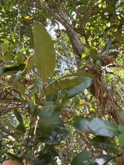 Atractocarpus platyxylon