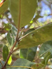 Atractocarpus platyxylon