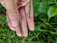 Paspalum mandiocanum
