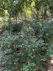 Cleidion verticillatum