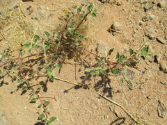 Monsonia
