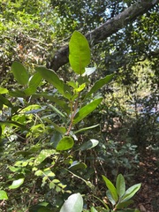 Atractocarpus platyxylon