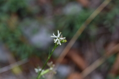 Silene reichenbachii