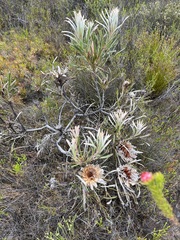 Protea longifolia