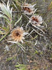 Protea longifolia
