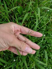 Digitaria radicosa